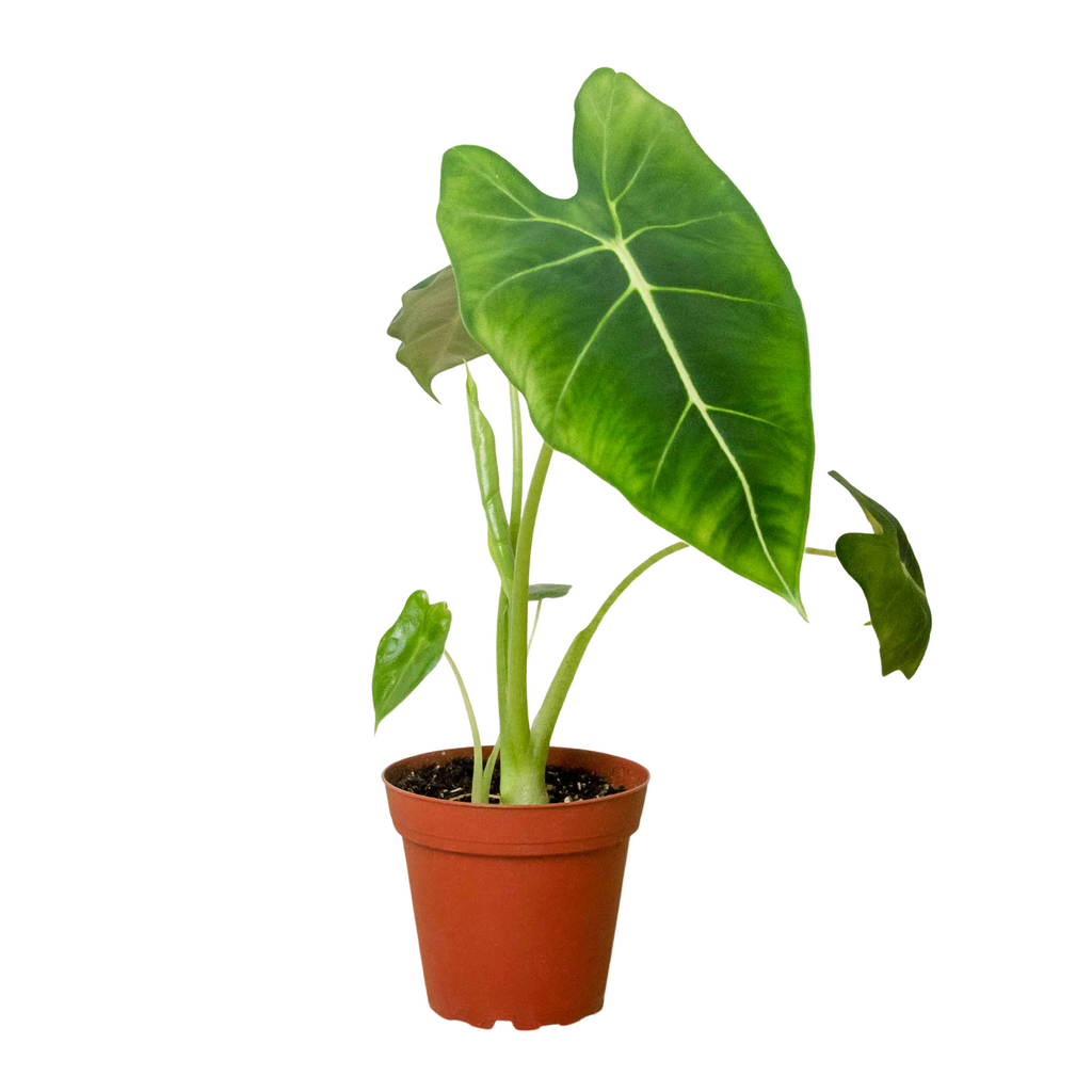 Alocasia 'Frydek', Non-variegated Alocasia Micholitziana 'Frydek', Potted Houseplant, Live Indoor Plant