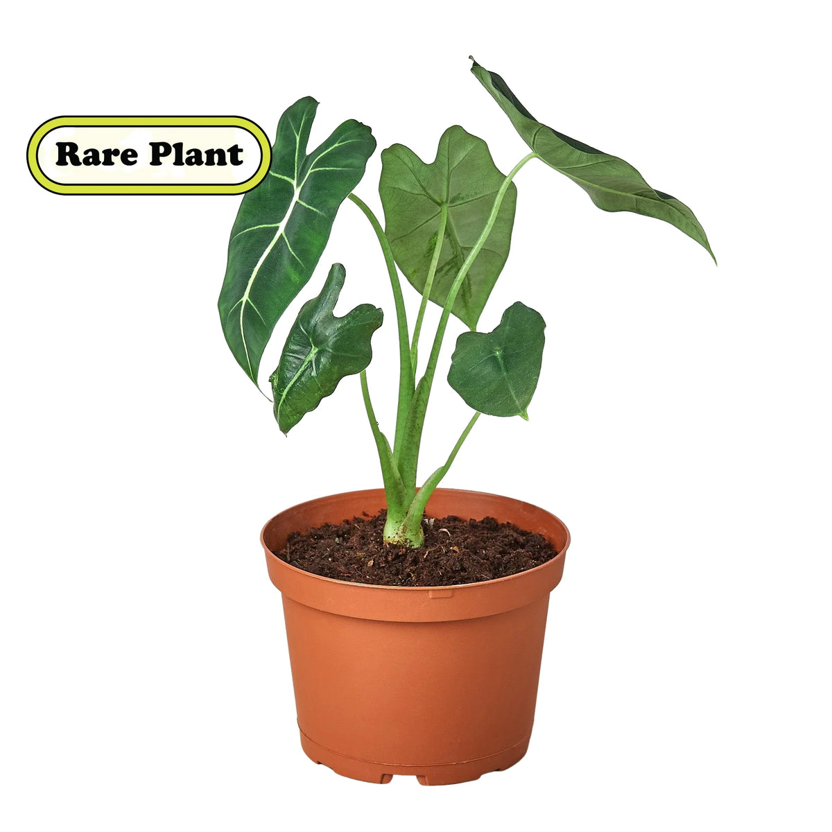Alocasia 'Frydek', Non-variegated Alocasia Micholitziana 'Frydek', Potted Houseplant, Live Indoor Plant