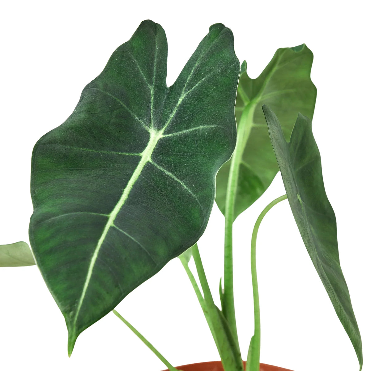 Alocasia 'Frydek', Non-variegated Alocasia Micholitziana 'Frydek', Potted Houseplant, Live Indoor Plant