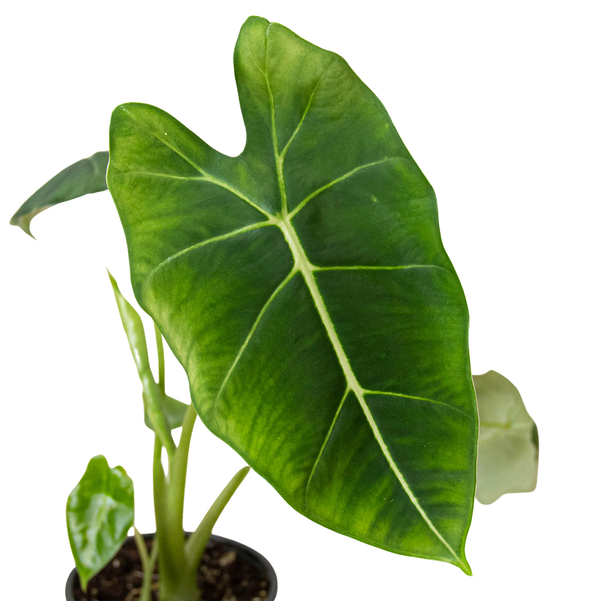 Alocasia 'Frydek', Non-variegated Alocasia Micholitziana 'Frydek', Potted Houseplant, Live Indoor Plant