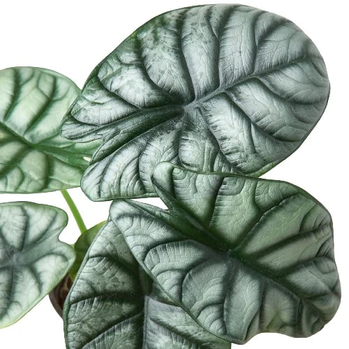 Alocasia baginda 'Silver Dragon', Elephant Ear Plant, Live Houseplant, Indoor Plant