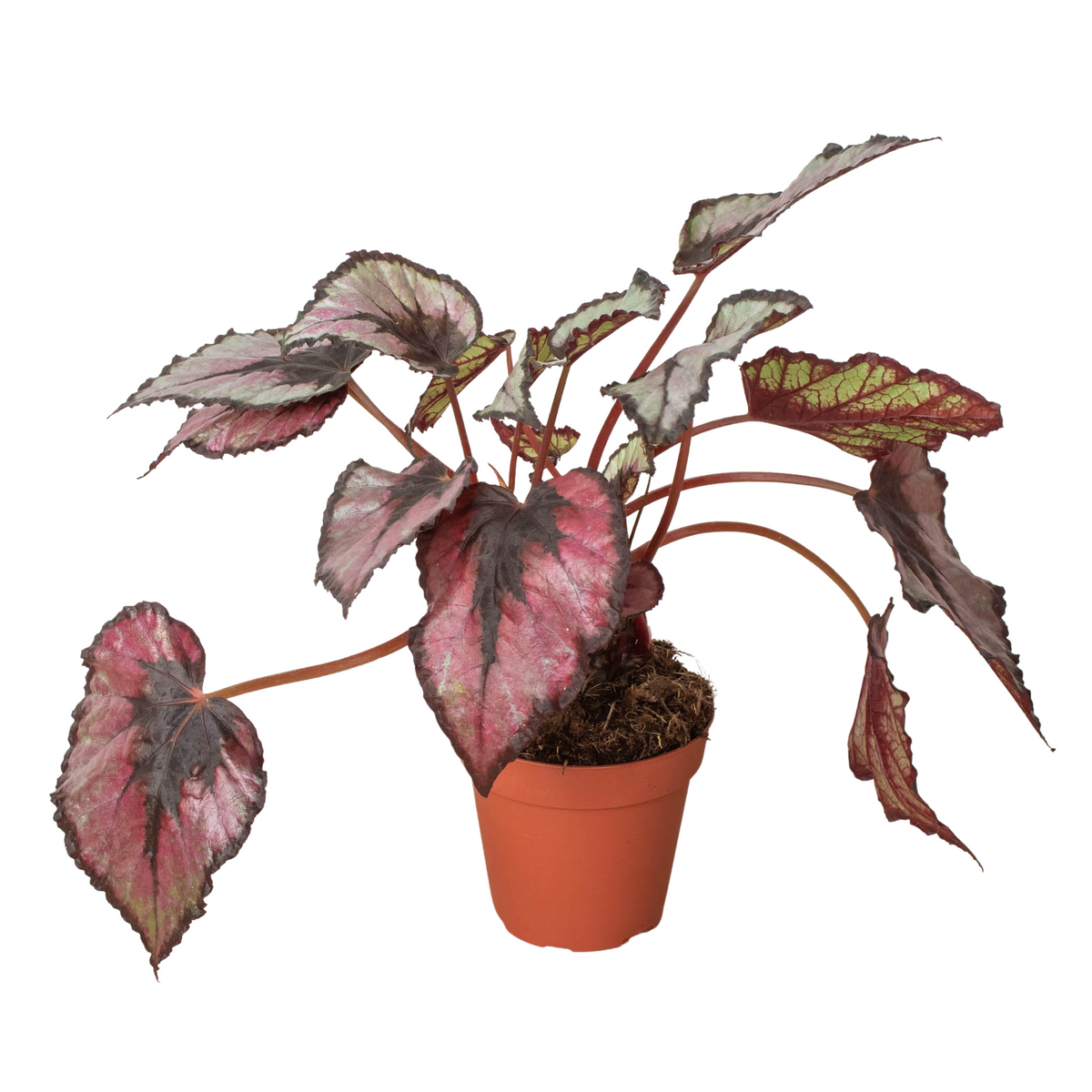Begonia 'Rex', Live Houseplant, Potted Indoor Plant
