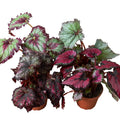 Begonia 'Rex' - 4 Pack Variety Pack, Potted Live Plants, Indoor Houseplants