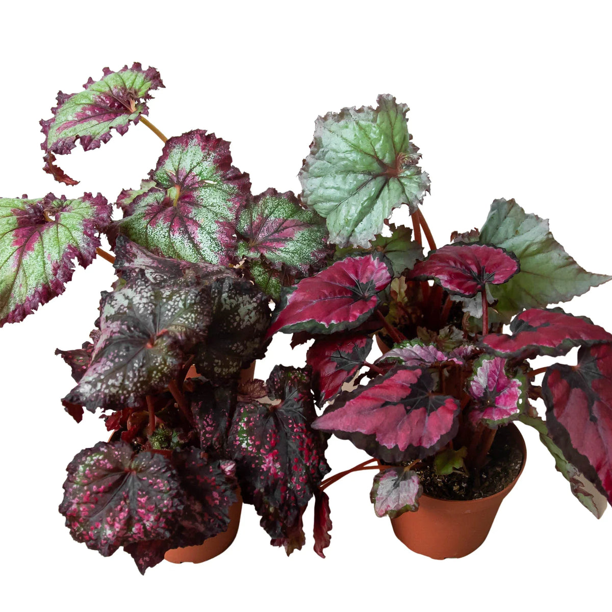 Begonia 'Rex' - 4 Pack Variety Pack, Potted Live Plants, Indoor Houseplants