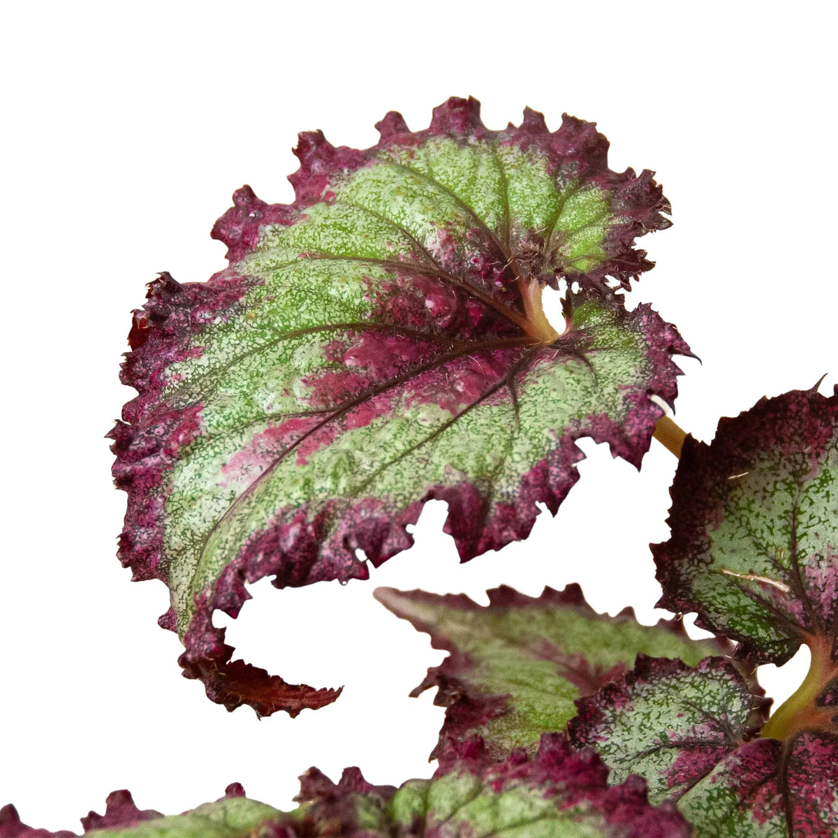 Begonia 'Rex' - 4 Pack Variety Pack, Potted Live Plants, Indoor Houseplants