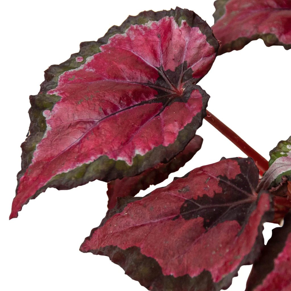 Begonia 'Rex' - 4 Pack Variety Pack, Potted Live Plants, Indoor Houseplants