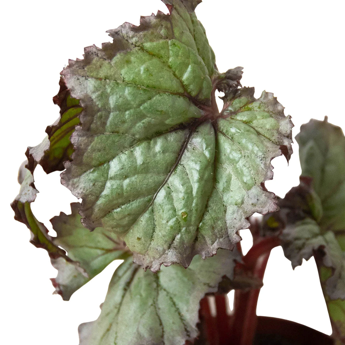 Begonia 'Rex' - 4 Pack Variety Pack, Potted Live Plants, Indoor Houseplants