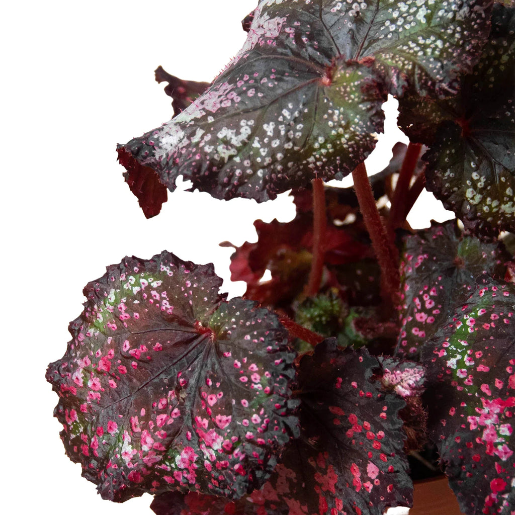 Begonia 'Rex' - 4 Pack Variety Pack, Potted Live Plants, Indoor Houseplants