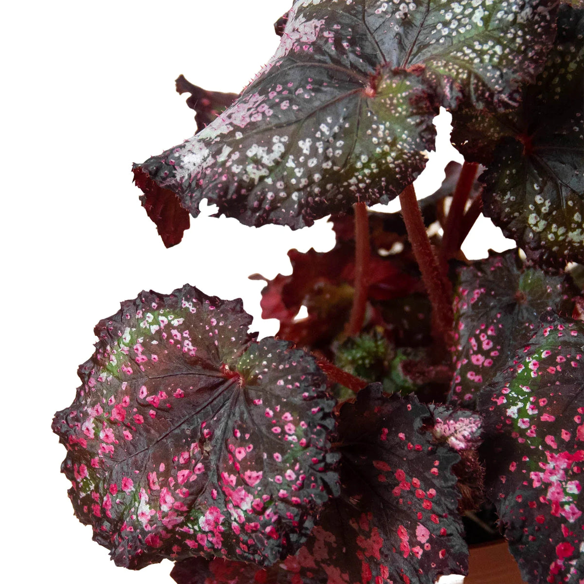 Begonia 'Rex' - 4 Pack Variety Pack, Potted Live Plants, Indoor Houseplants