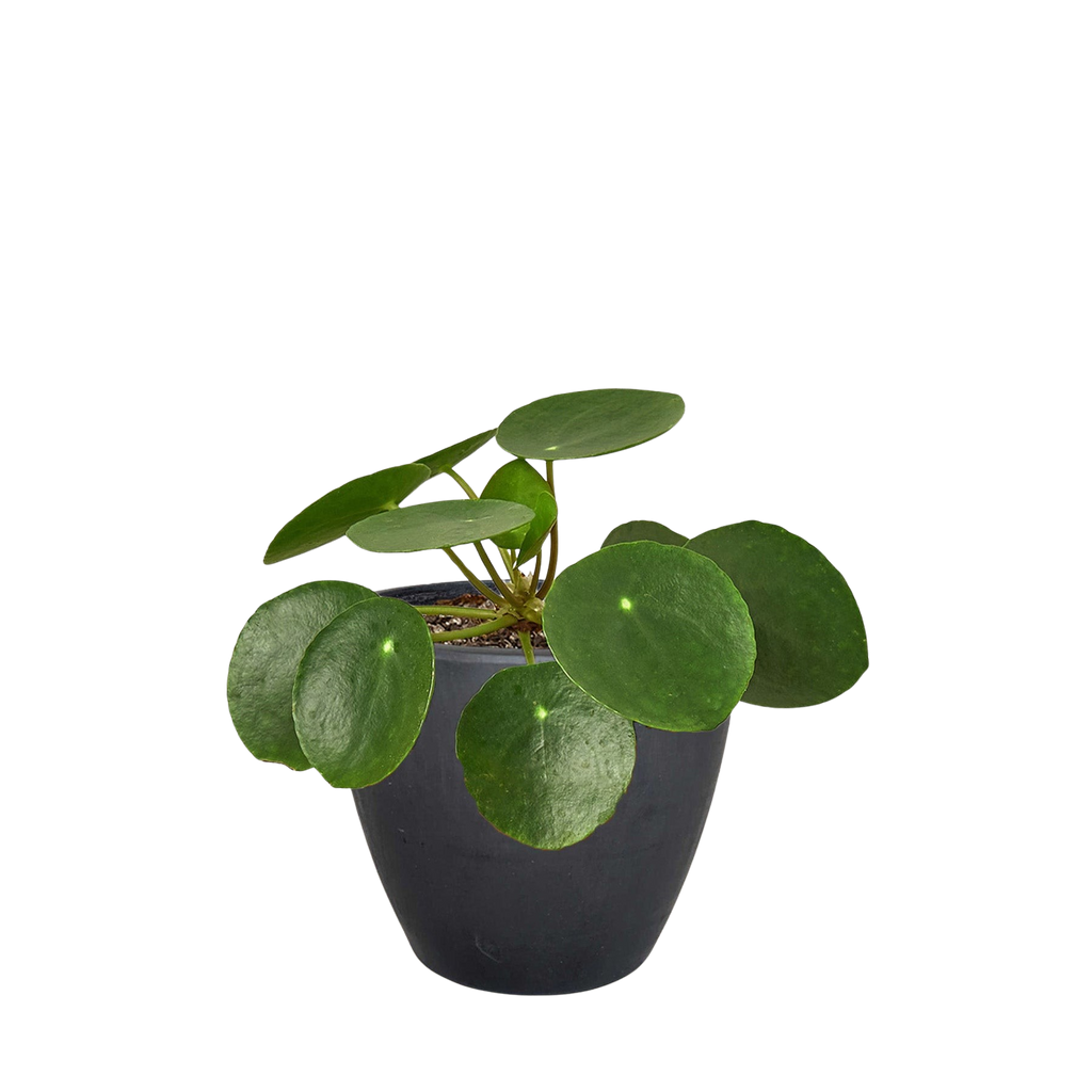 Pilea Peperomioides 'Chinese Money Plant'