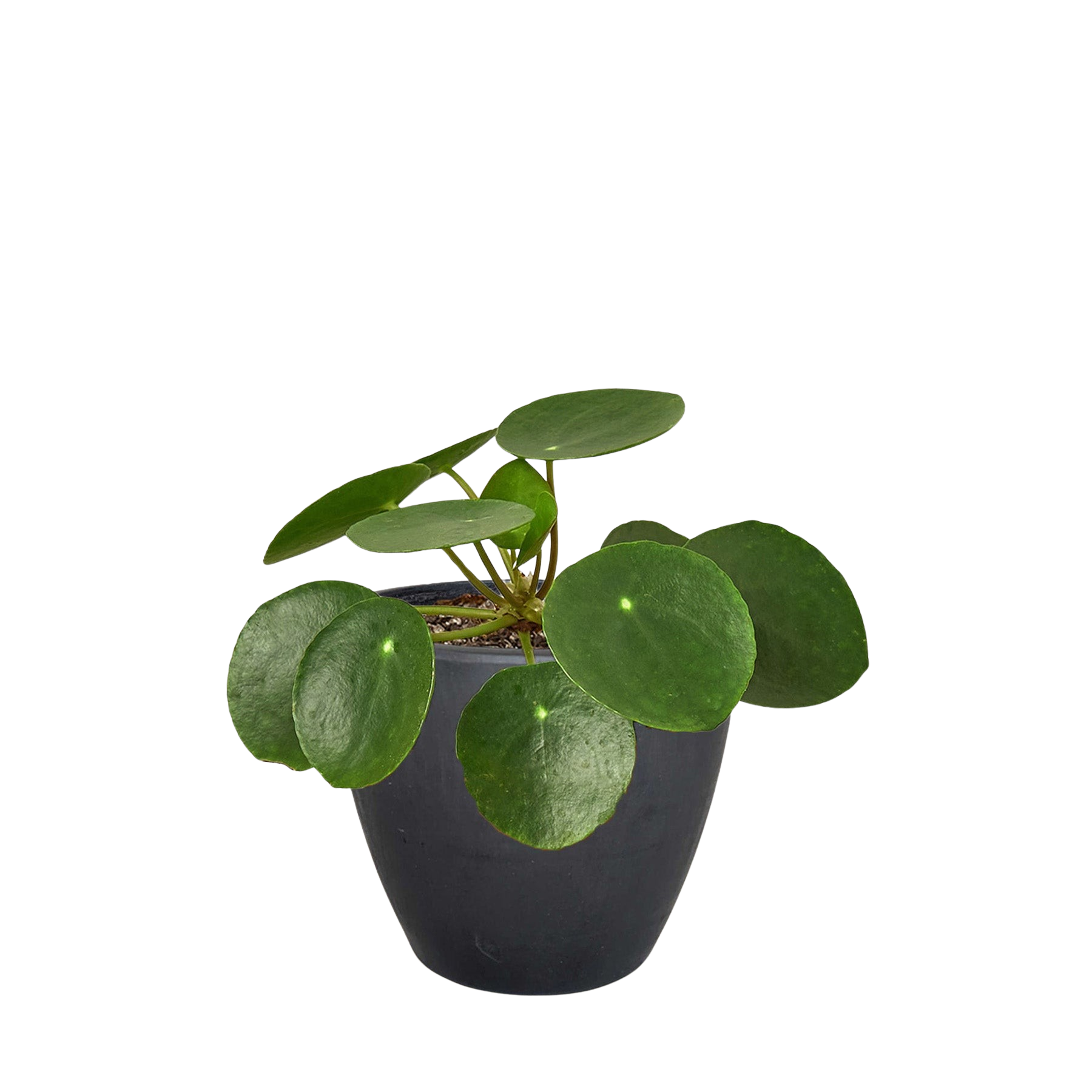 Pilea Peperomioides 'Chinese Money Plant'
