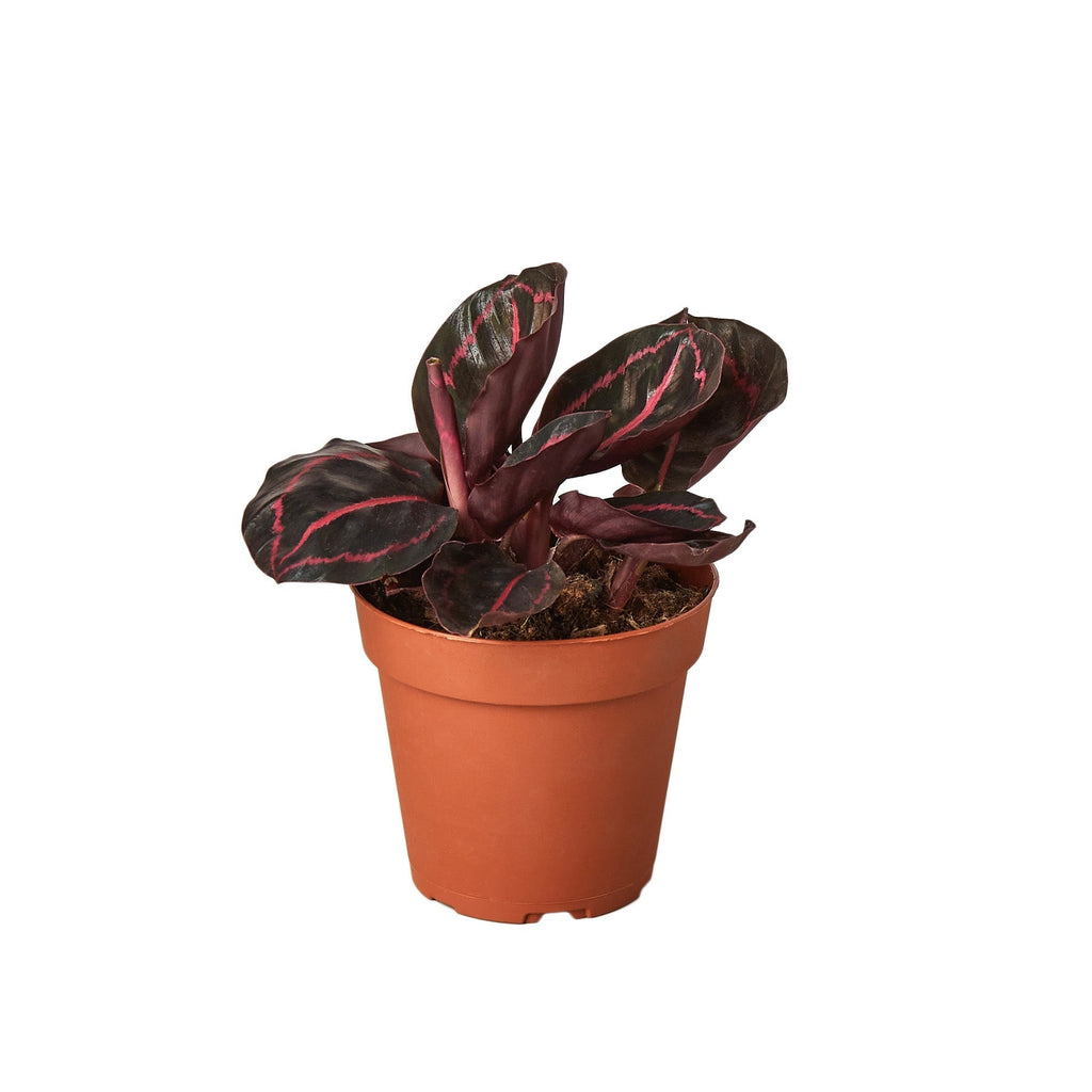 Calathea Roseopicta 'Dottie' - 4", Rose Painted Prayer Plant, Live Houseplant, Indoor Plant