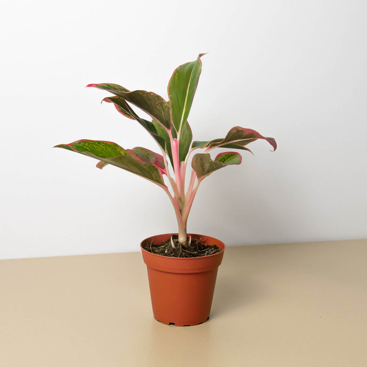 Chinese Evergreen 'Red Siam', Aglaonema 'Red Siam', Live Houseplant, Potted Plant