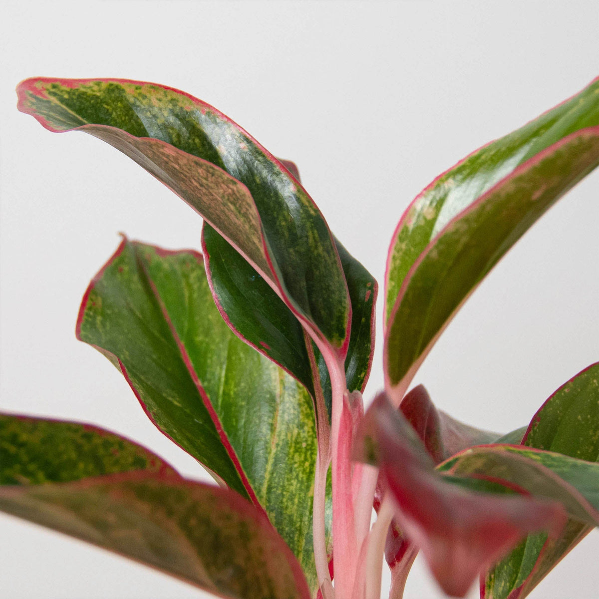 Chinese Evergreen 'Red Siam', Aglaonema 'Red Siam', Live Houseplant, Potted Plant