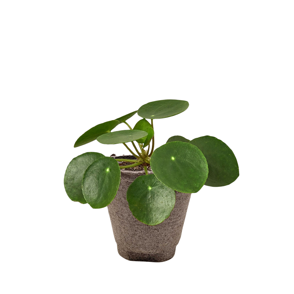 Pilea Peperomioides 'Chinese Money Plant'