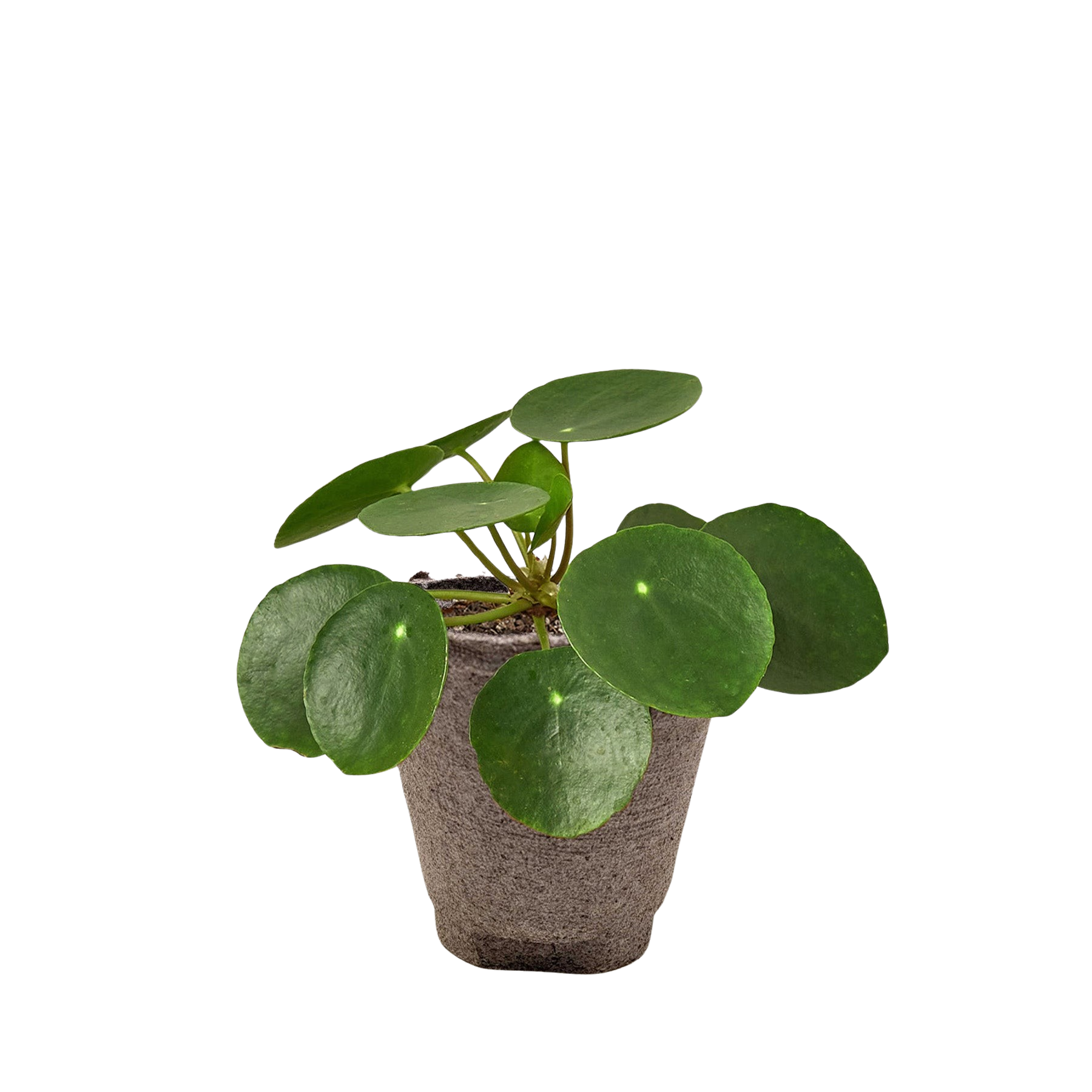 Pilea Peperomioides 'Chinese Money Plant'