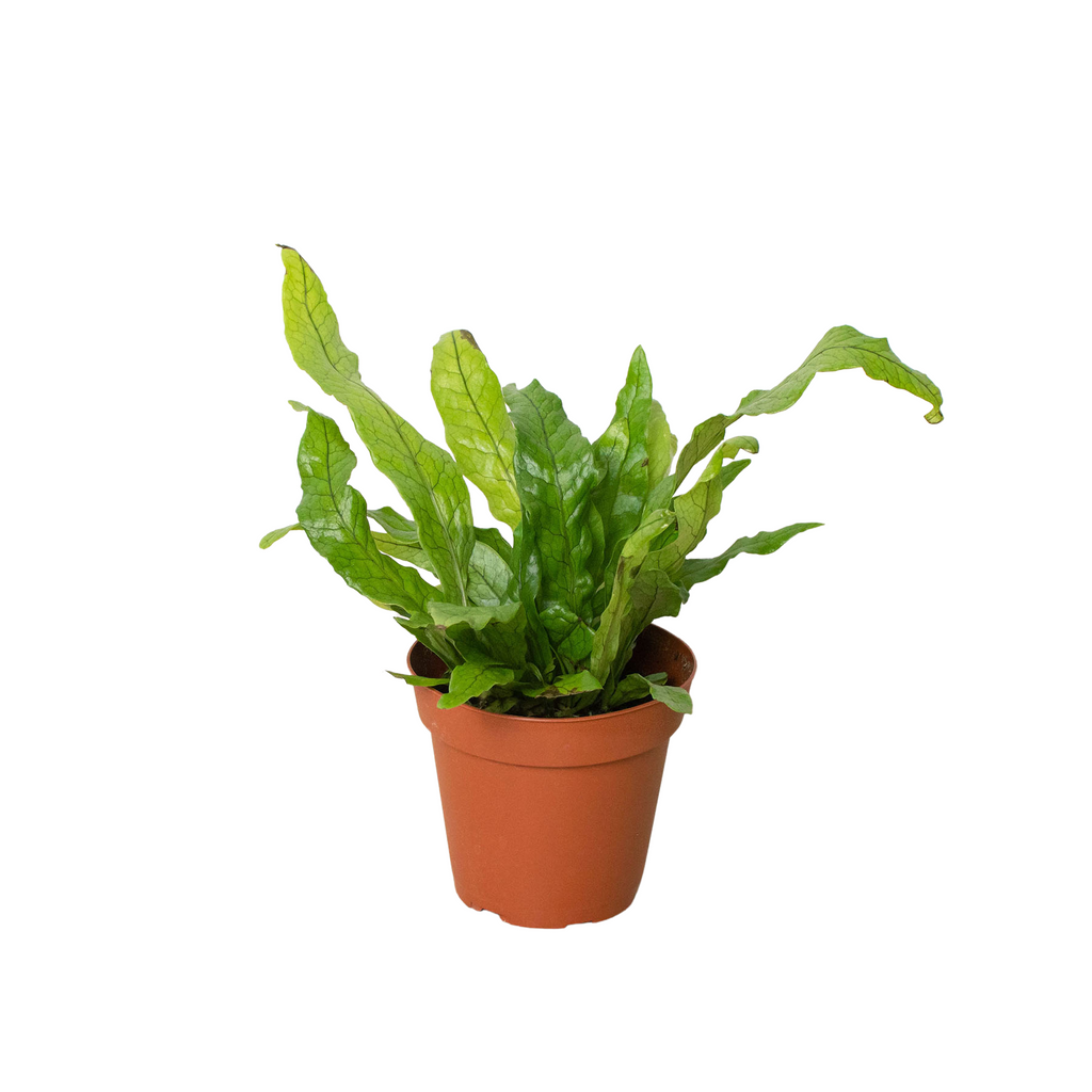 Crocodile Fern, Microsorum musifolium, Fern 'Crocodile', Live Houseplant, Potted Plant