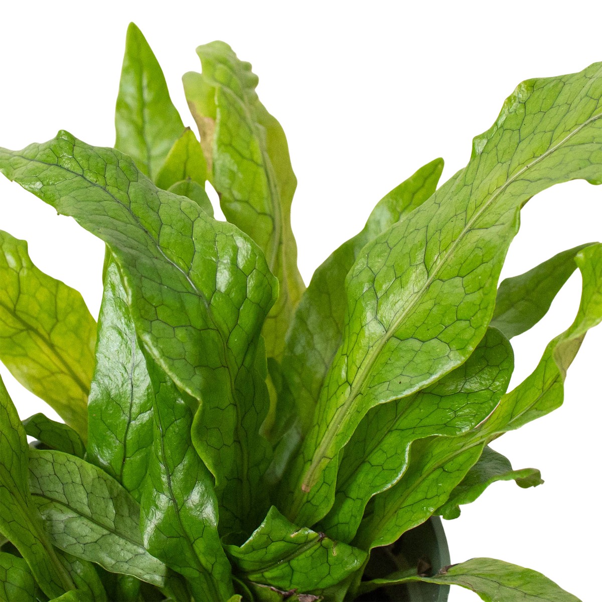 Crocodile Fern, Microsorum musifolium, Fern 'Crocodile', Live Houseplant, Potted Plant