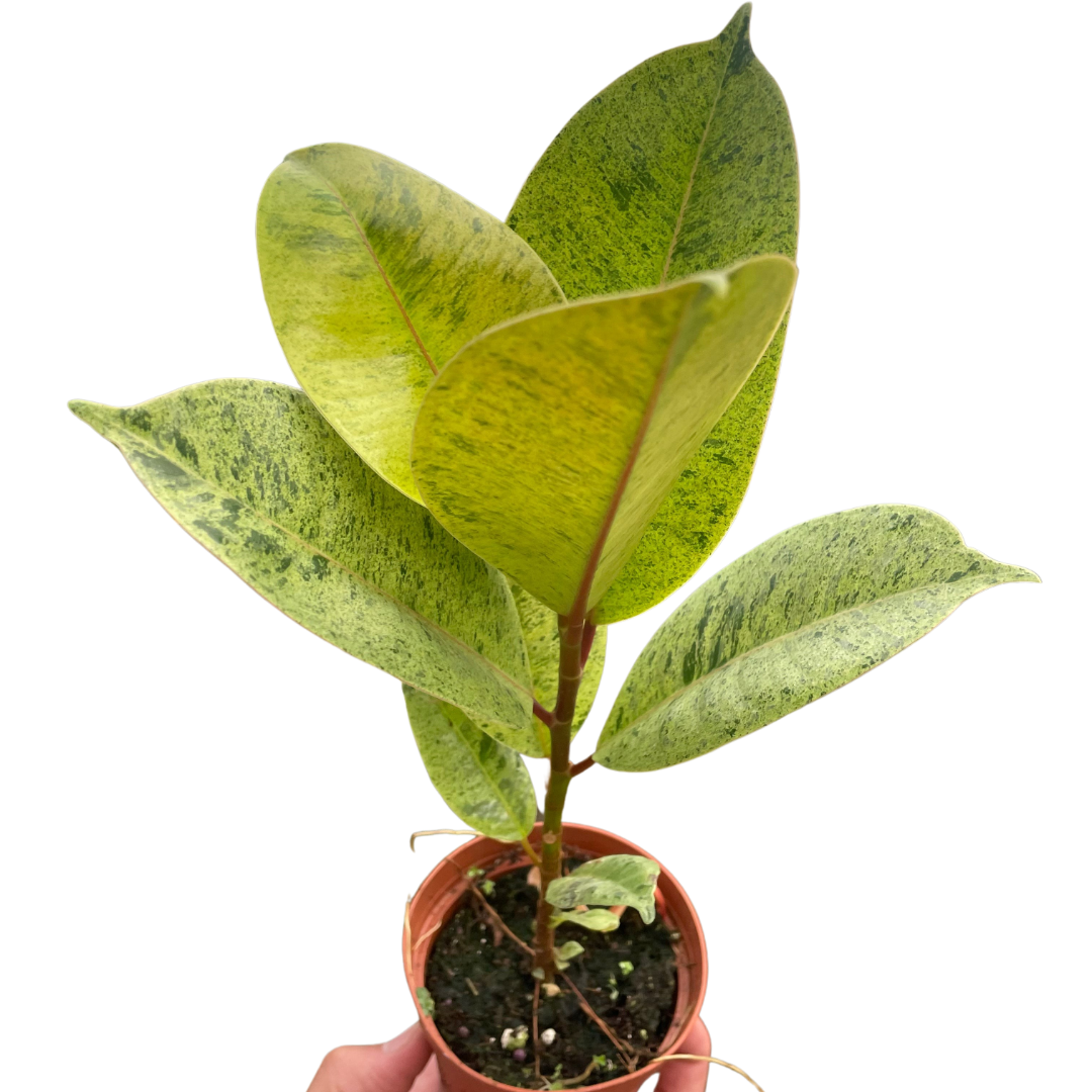 Ficus 'Shivereana' Moonshine