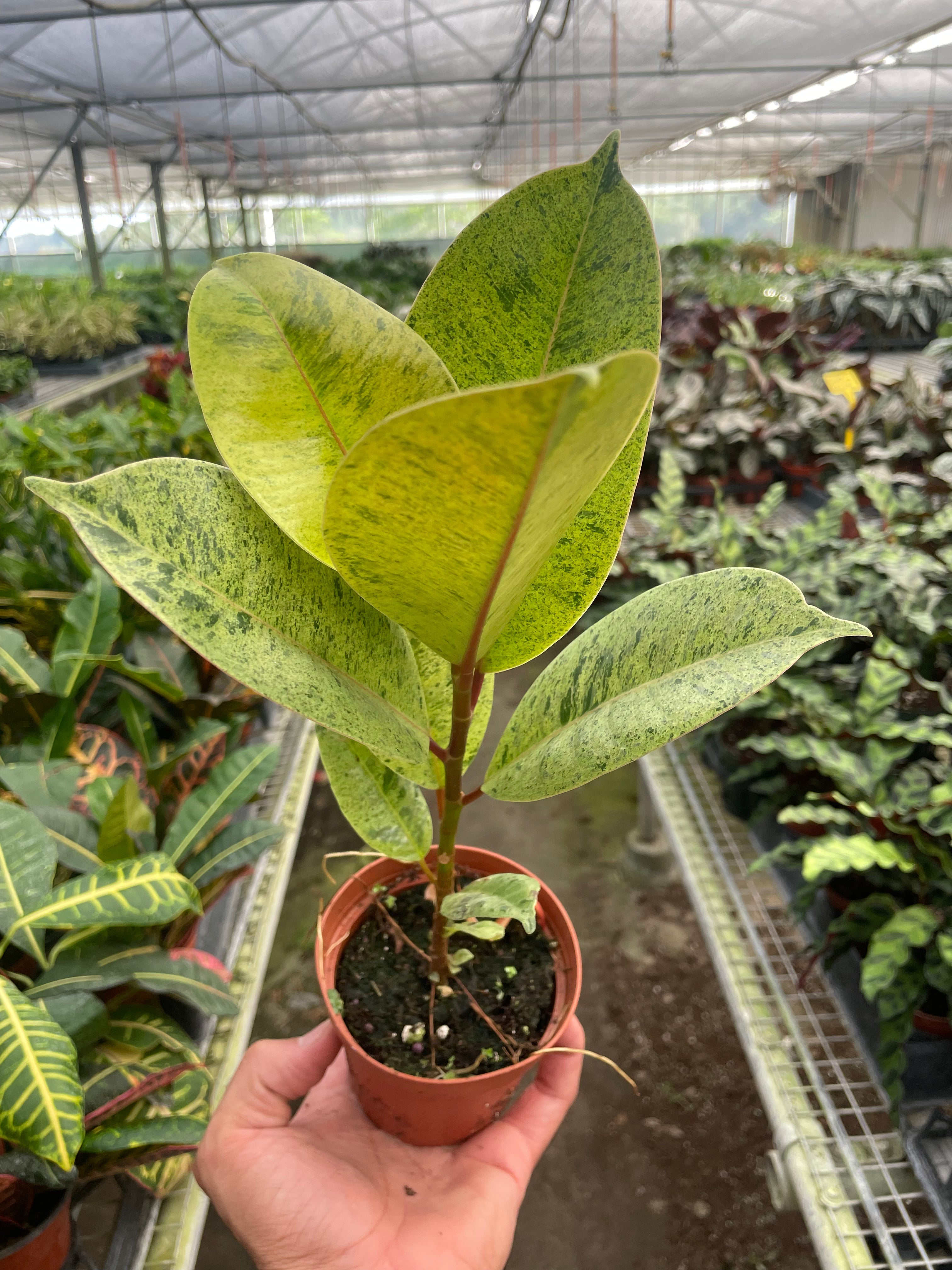 Ficus 'Shivereana' Moonshine