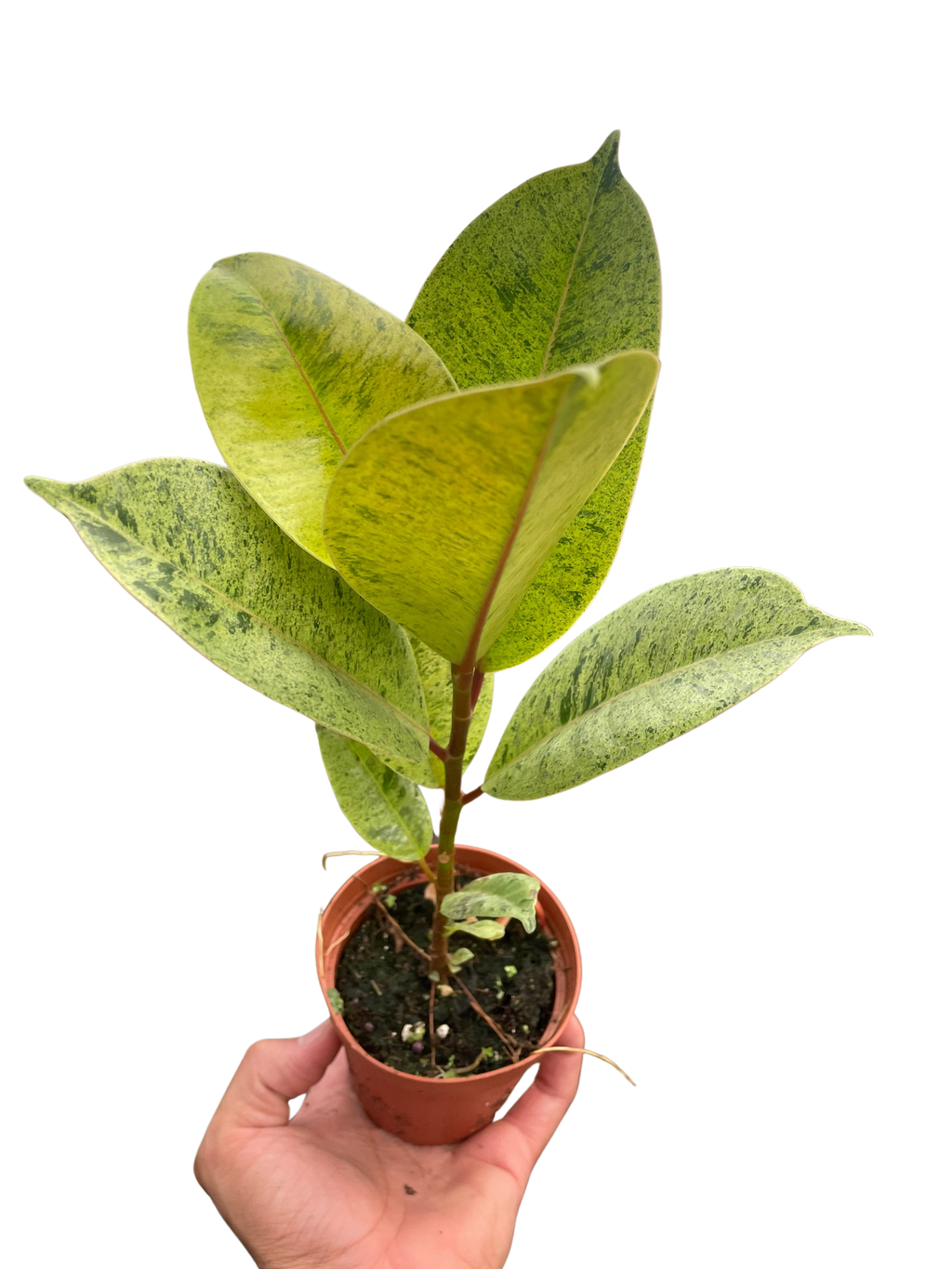 Ficus 'Shivereana' Moonshine