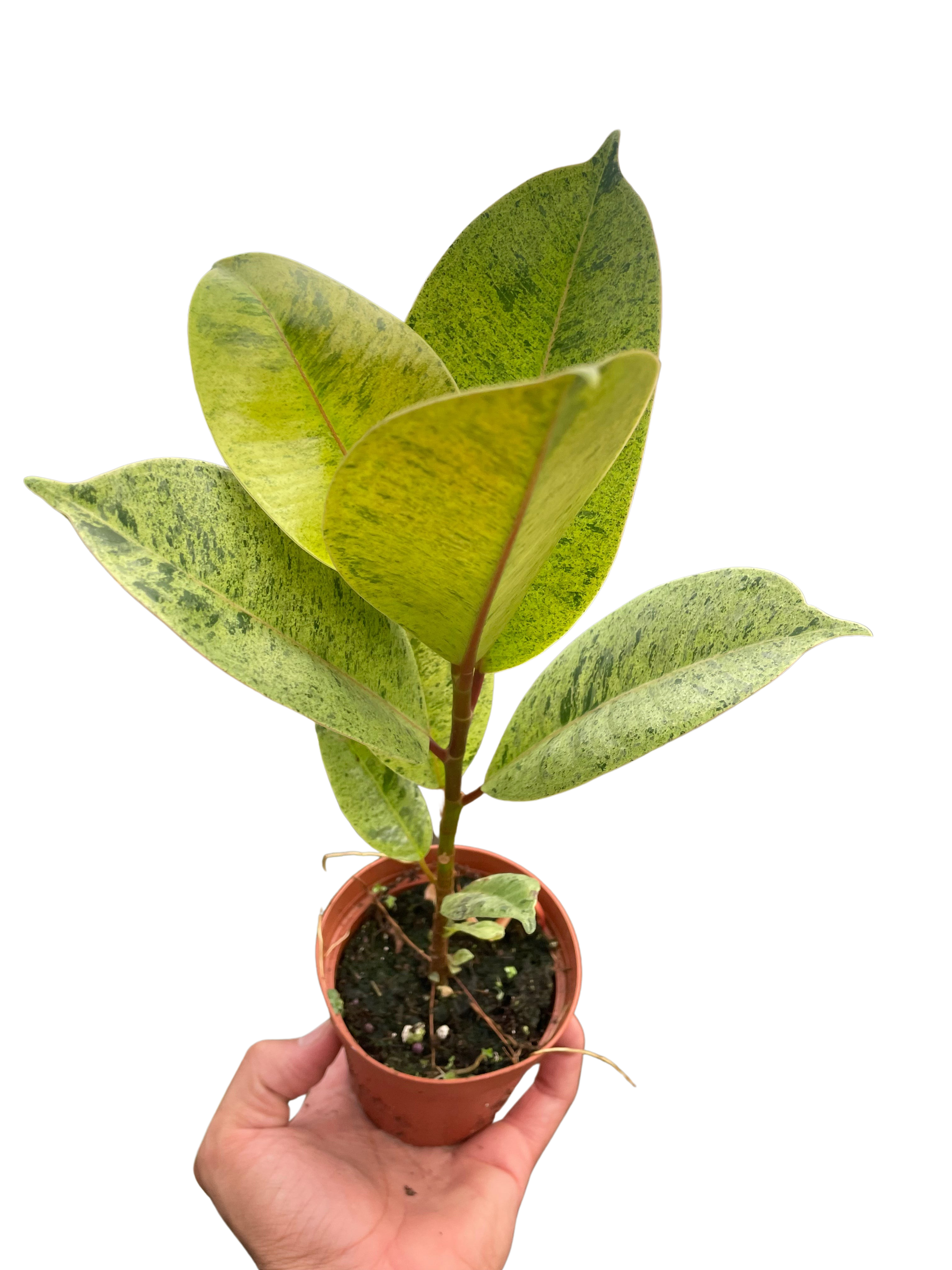 Ficus 'Shivereana' Moonshine