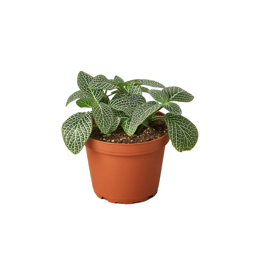 White Nerve Plant, Fittonia albivenis 'White Nerve', Live Houseplant, Indoor Potted Plant