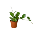 Hoya 'Australis', Waxflower, Live Houseplant, Indoor Plant, Flowering Plant