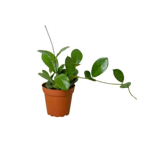 Hoya 'Australis', Waxflower, Live Houseplant, Indoor Plant, Flowering Plant