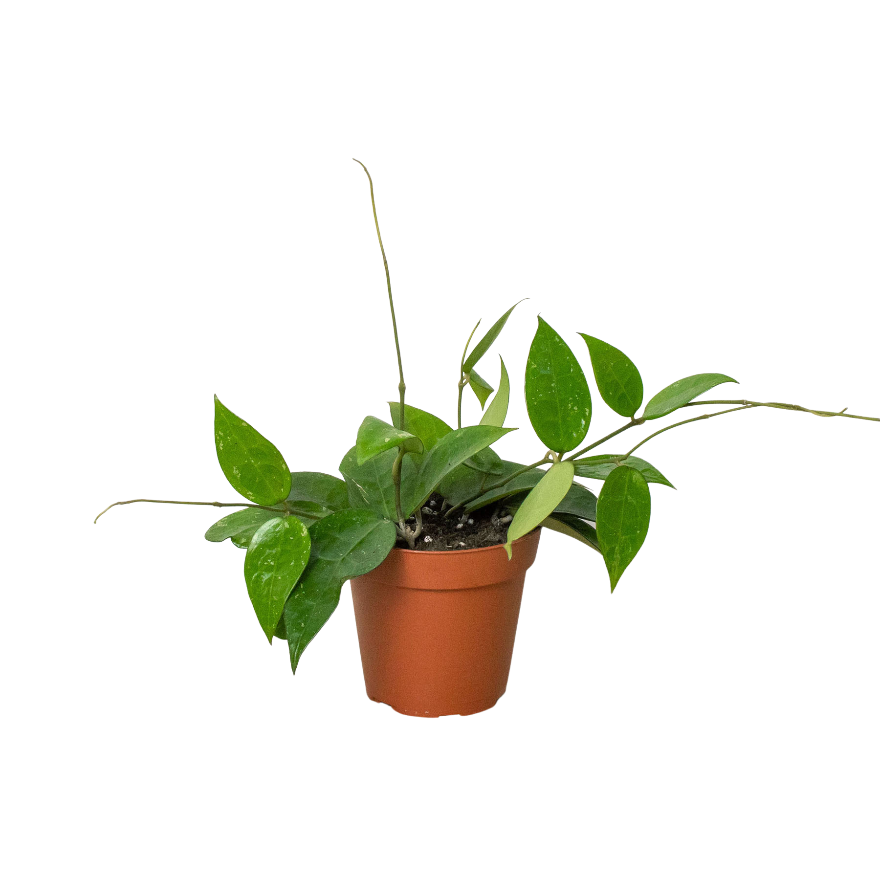 Hoya Verticillata 'Black Margin', Waxflower, Live Houseplant, Indoor Plant, Flowering Plant