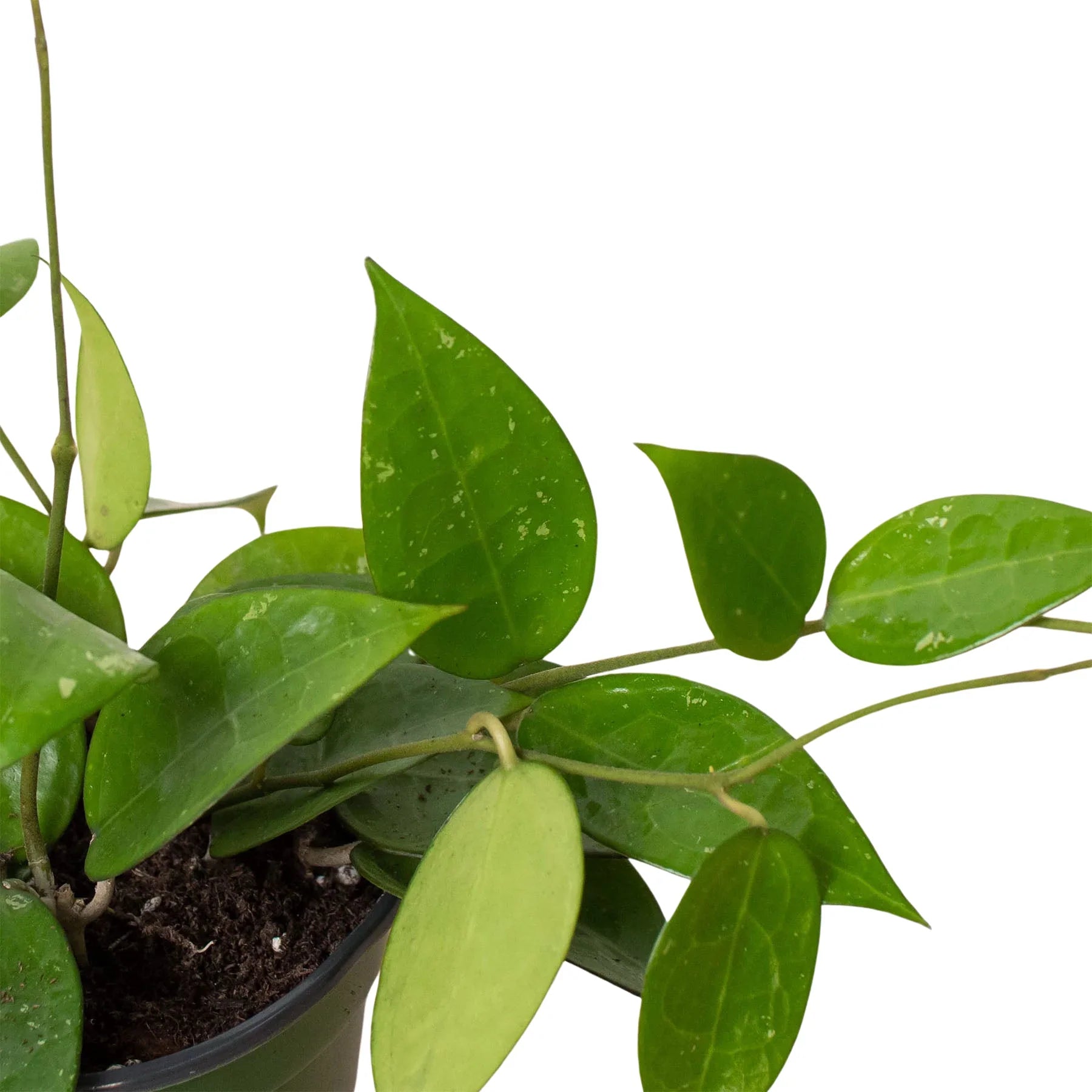 Hoya Verticillata 'Black Margin', Waxflower, Live Houseplant, Indoor Plant, Flowering Plant