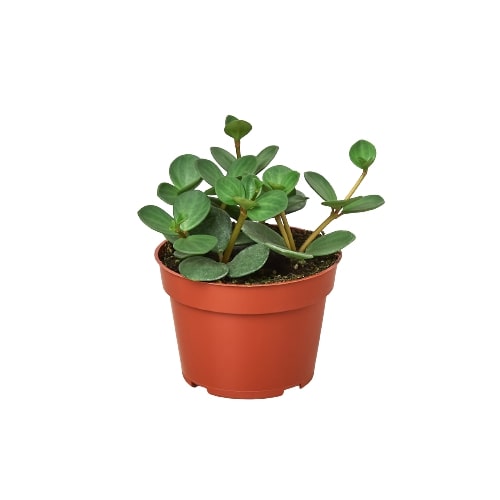 Peperomia Tetraphylla 'Hope', Radiator Plant, Live Houseplant, Indoor Plant