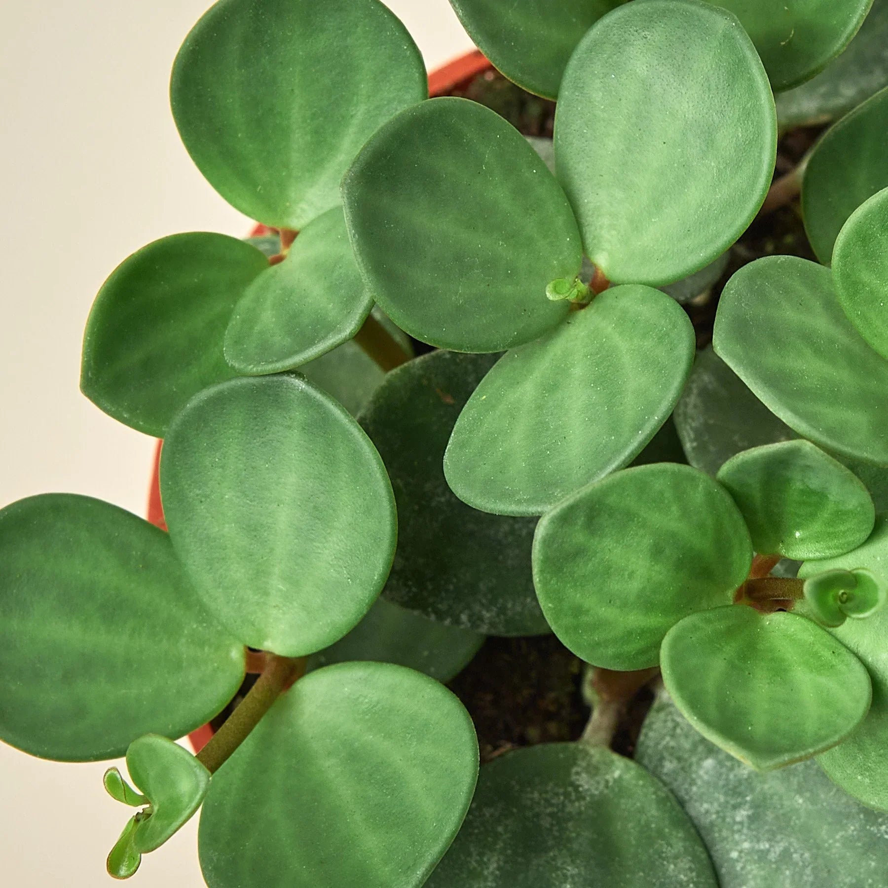 Peperomia Tetraphylla 'Hope', Radiator Plant, Live Houseplant, Indoor Plant