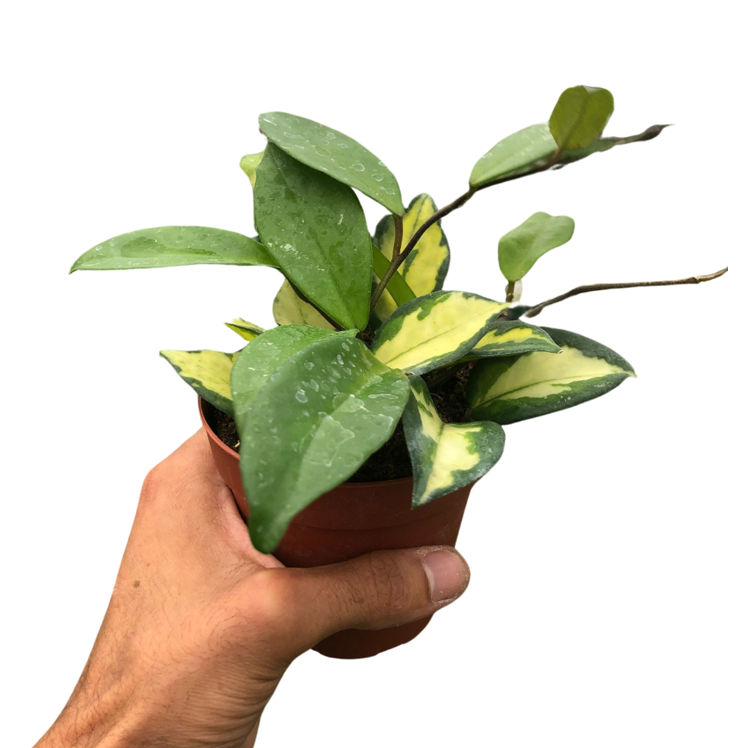 Hoya Carnosa 'Krimson Princess', Waxflower, Live Houseplant, Indoor Plant, Flowering Plant