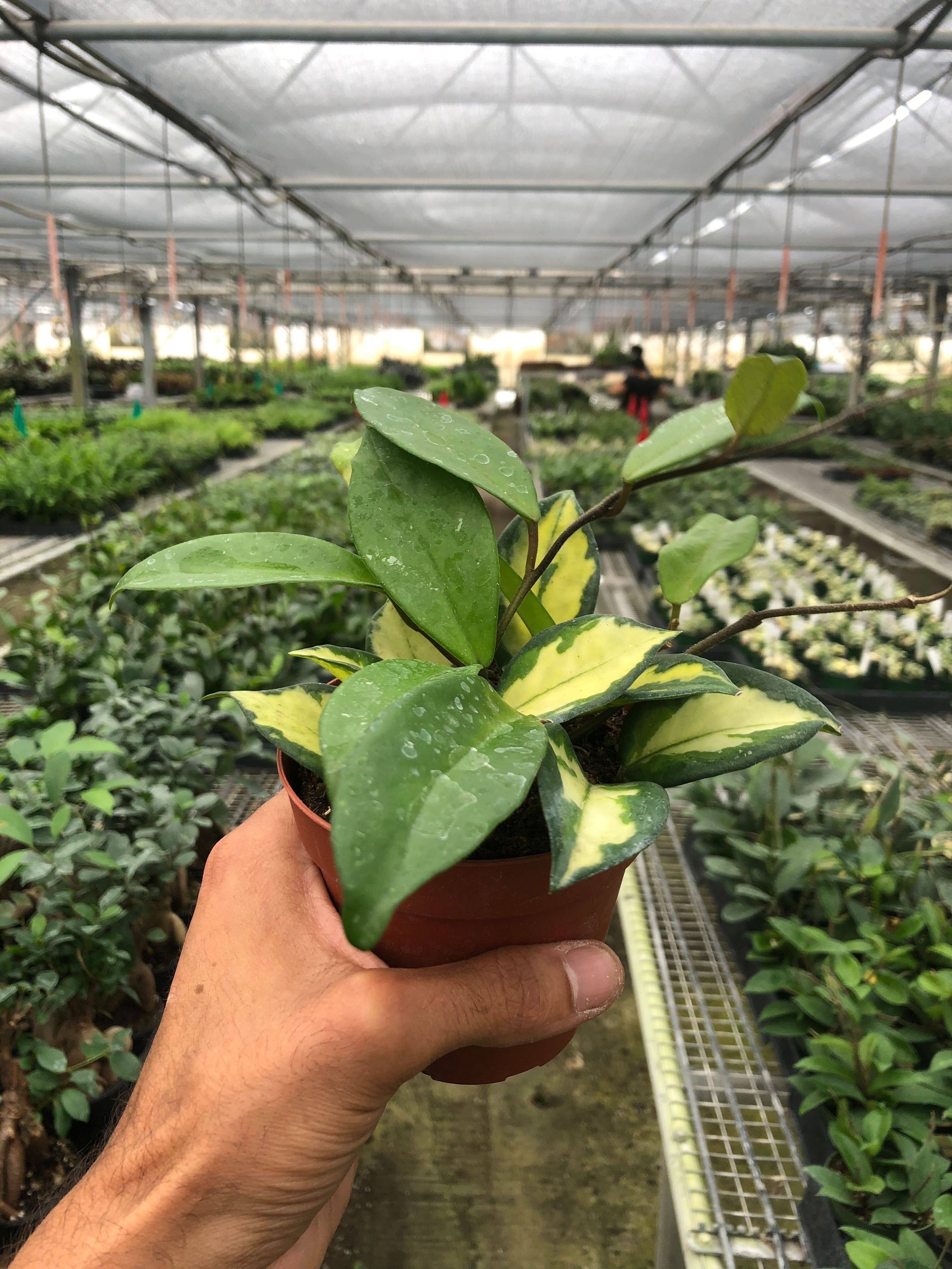 Hoya Carnosa 'Krimson Princess', Waxflower, Live Houseplant, Indoor Plant, Flowering Plant