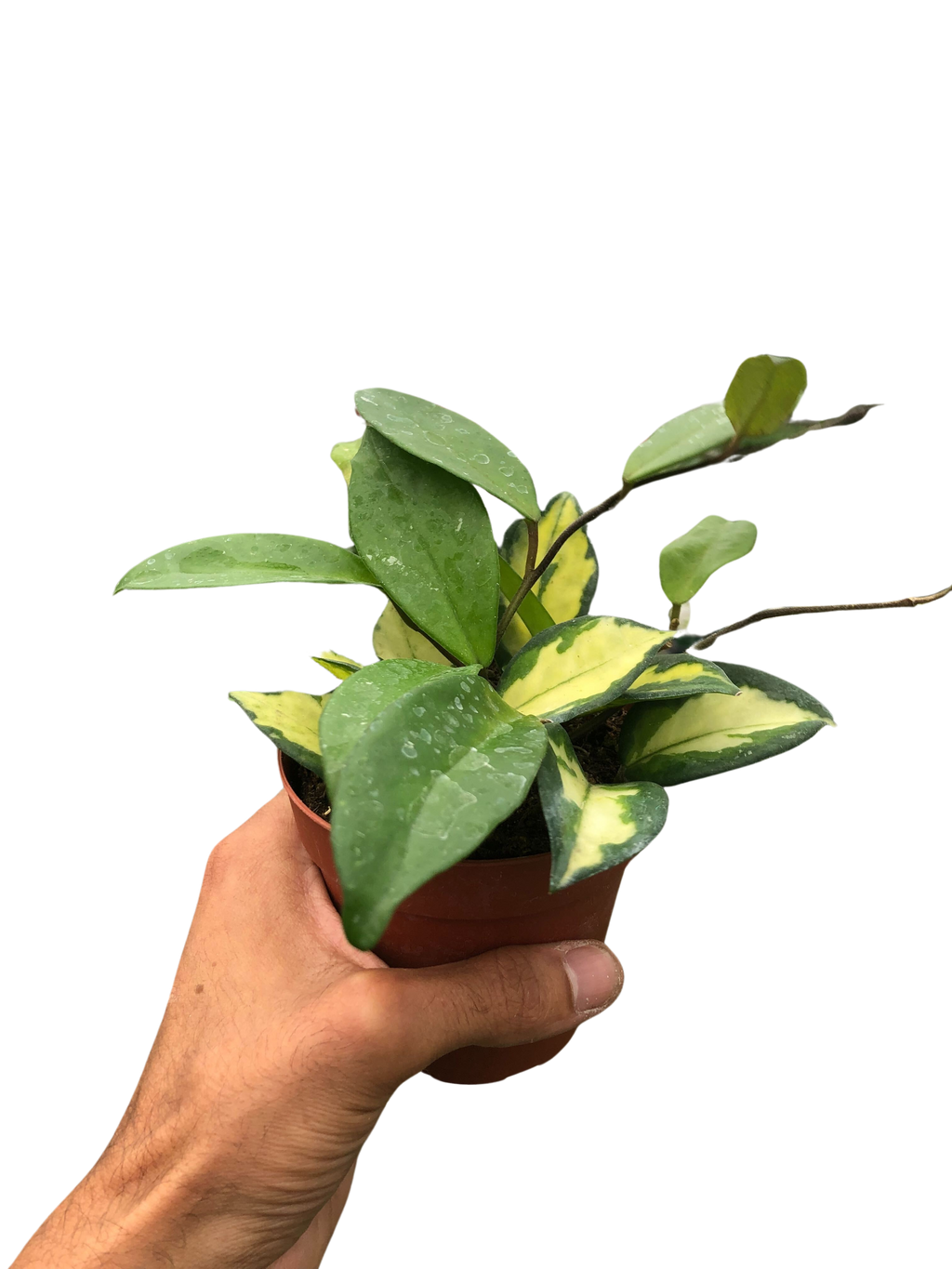 Hoya Carnosa 'Krimson Princess', Waxflower, Live Houseplant, Indoor Plant, Flowering Plant