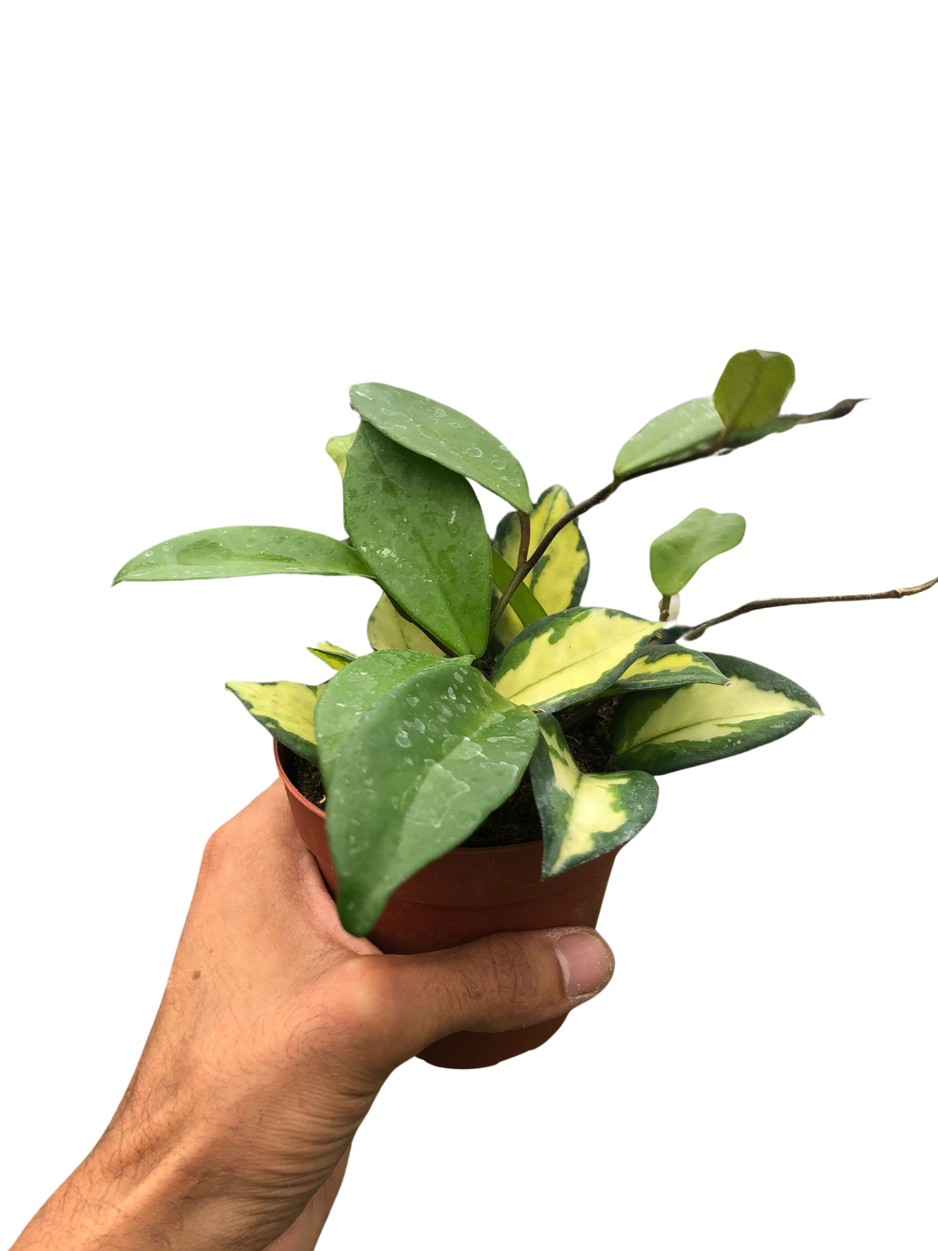 Hoya Carnosa 'Krimson Princess', Waxflower, Live Houseplant, Indoor Plant, Flowering Plant