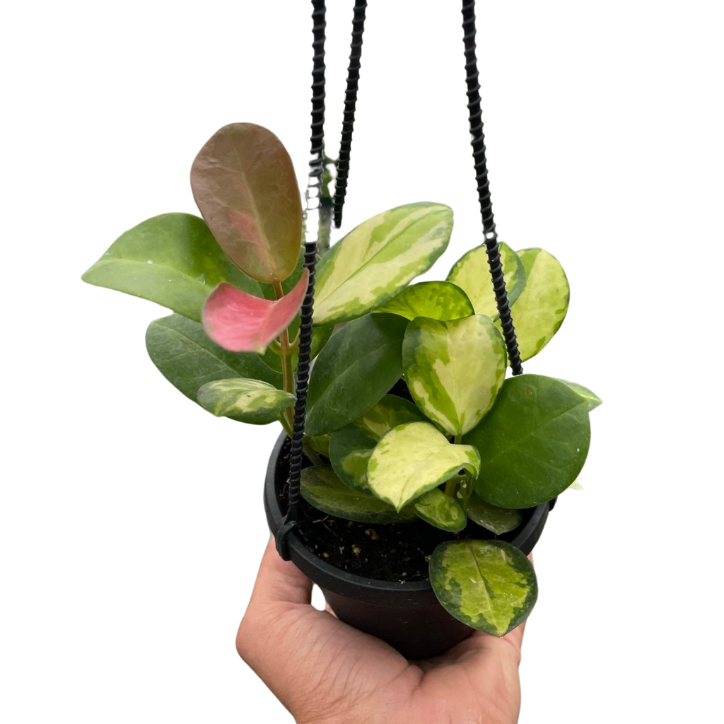 Hoya Australis ssp. Tenuipes Variegated 'Lisa', Waxflower, Live Houseplant, Indoor Plant, Flowering Plant