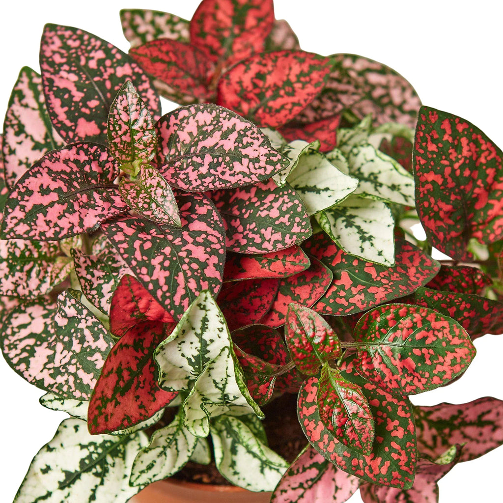 Polka Dot Plant, Hypoestes Phyllostachya, Live Houseplant, Indoor Plant, Pink, Red, White, Combo