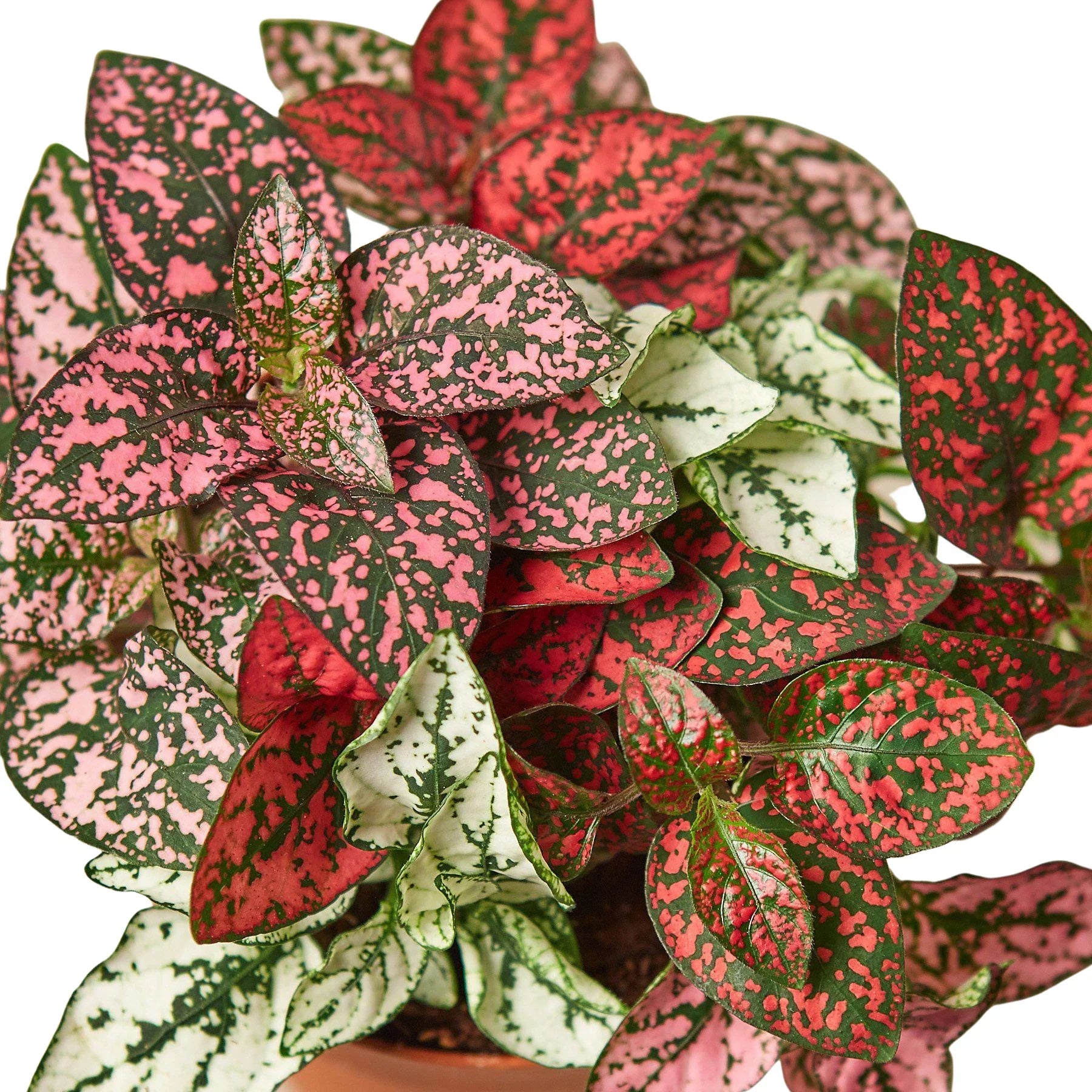 Polka Dot Plant, Hypoestes Phyllostachya, Live Houseplant, Indoor Plant, Pink, Red, White, Combo