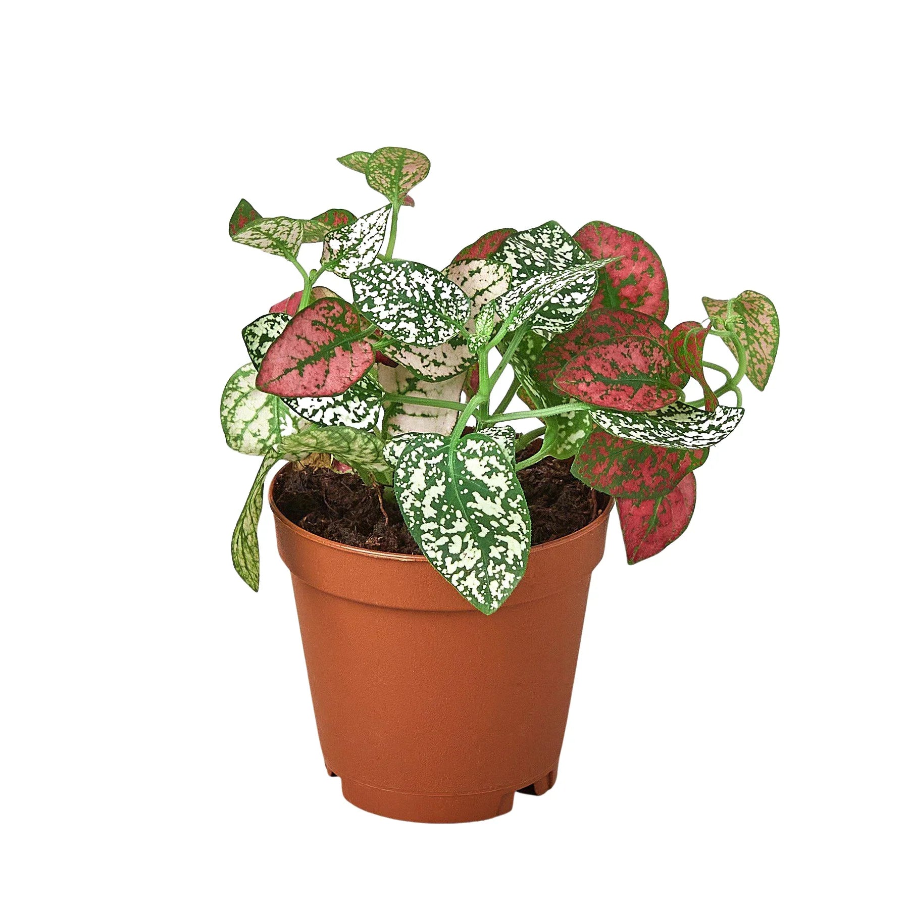Polka Dot Plant, Hypoestes Phyllostachya, Live Houseplant, Indoor Plant, Pink, Red, White, Combo