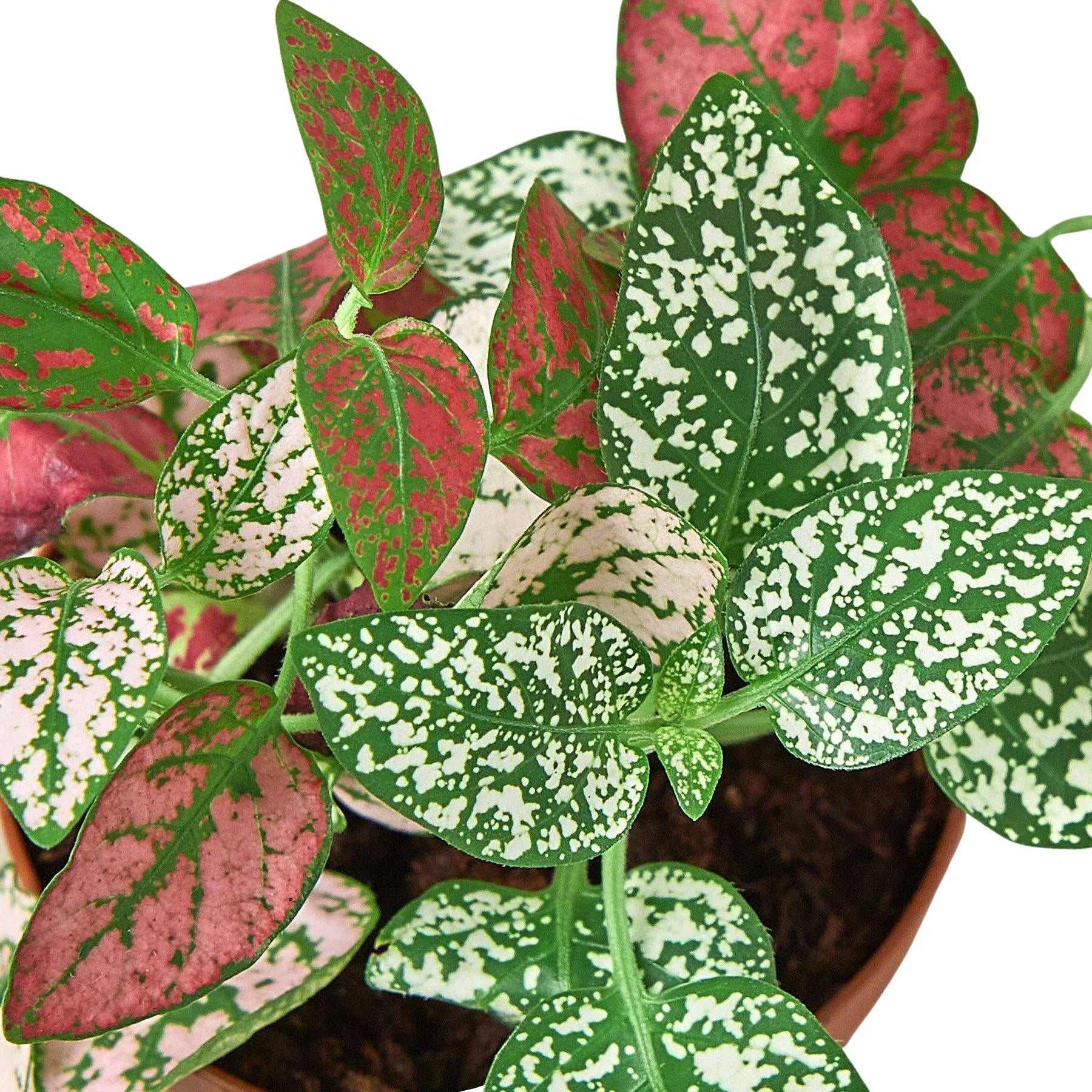 Polka Dot Plant, Hypoestes Phyllostachya, Live Houseplant, Indoor Plant, Pink, Red, White, Combo