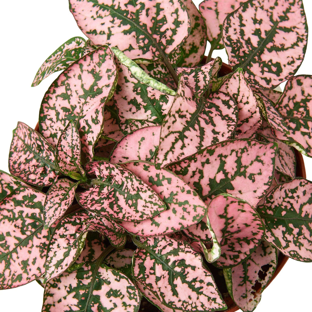 Polka Dot Plant, Hypoestes Phyllostachya, Live Houseplant, Indoor Plant, Pink, Red, White, Combo