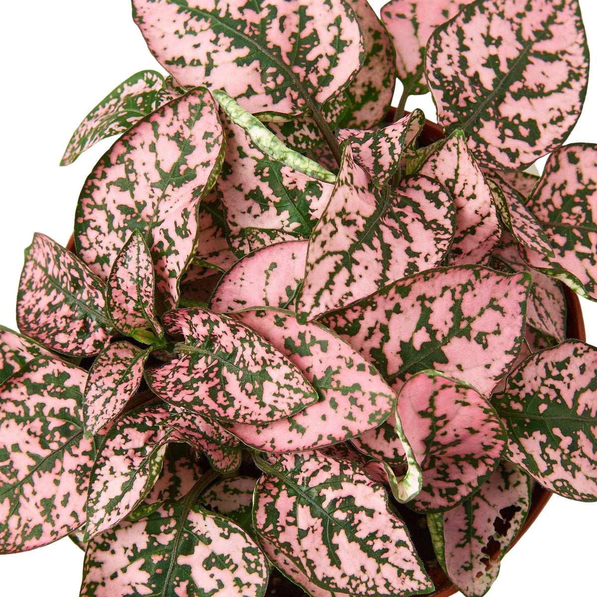 Polka Dot Plant, Hypoestes Phyllostachya, Live Houseplant, Indoor Plant, Pink, Red, White, Combo