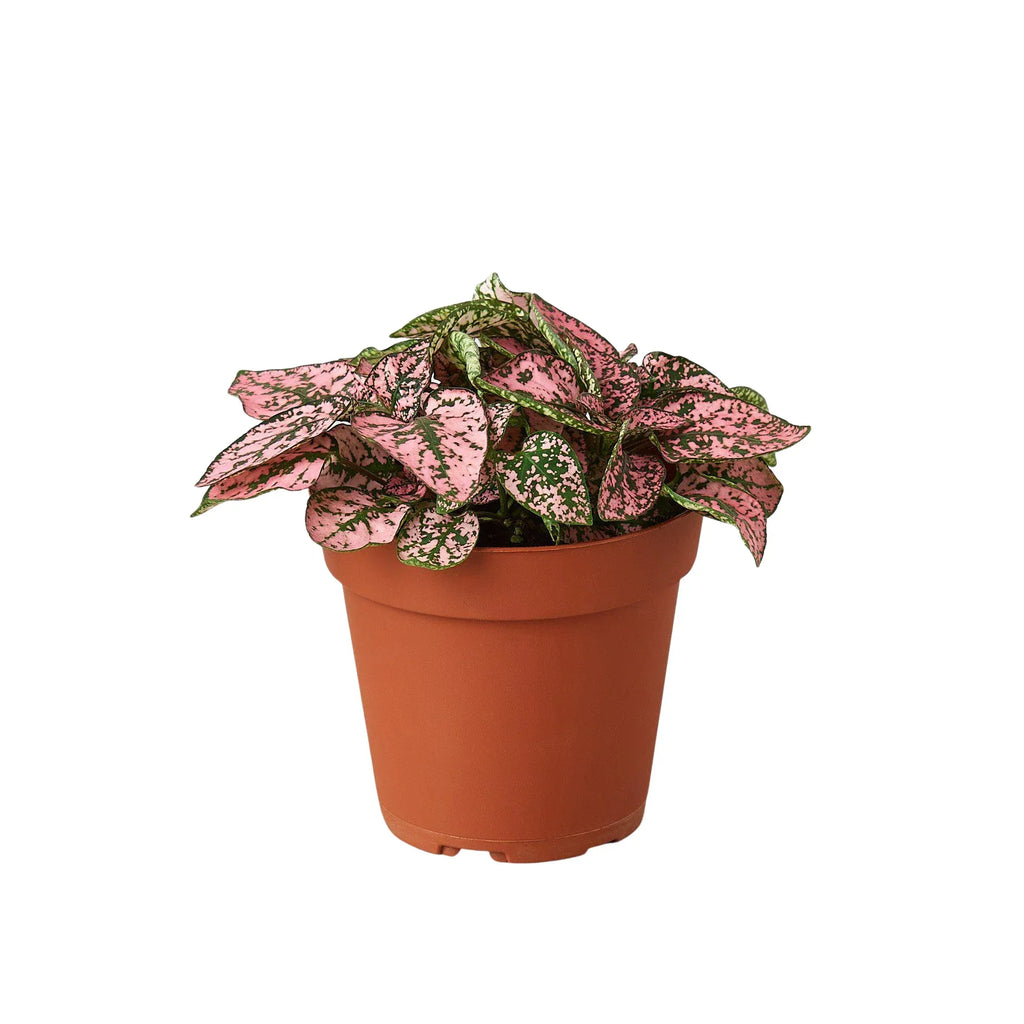 Polka Dot Plant, Hypoestes Phyllostachya, Live Houseplant, Indoor Plant, Pink, Red, White, Combo