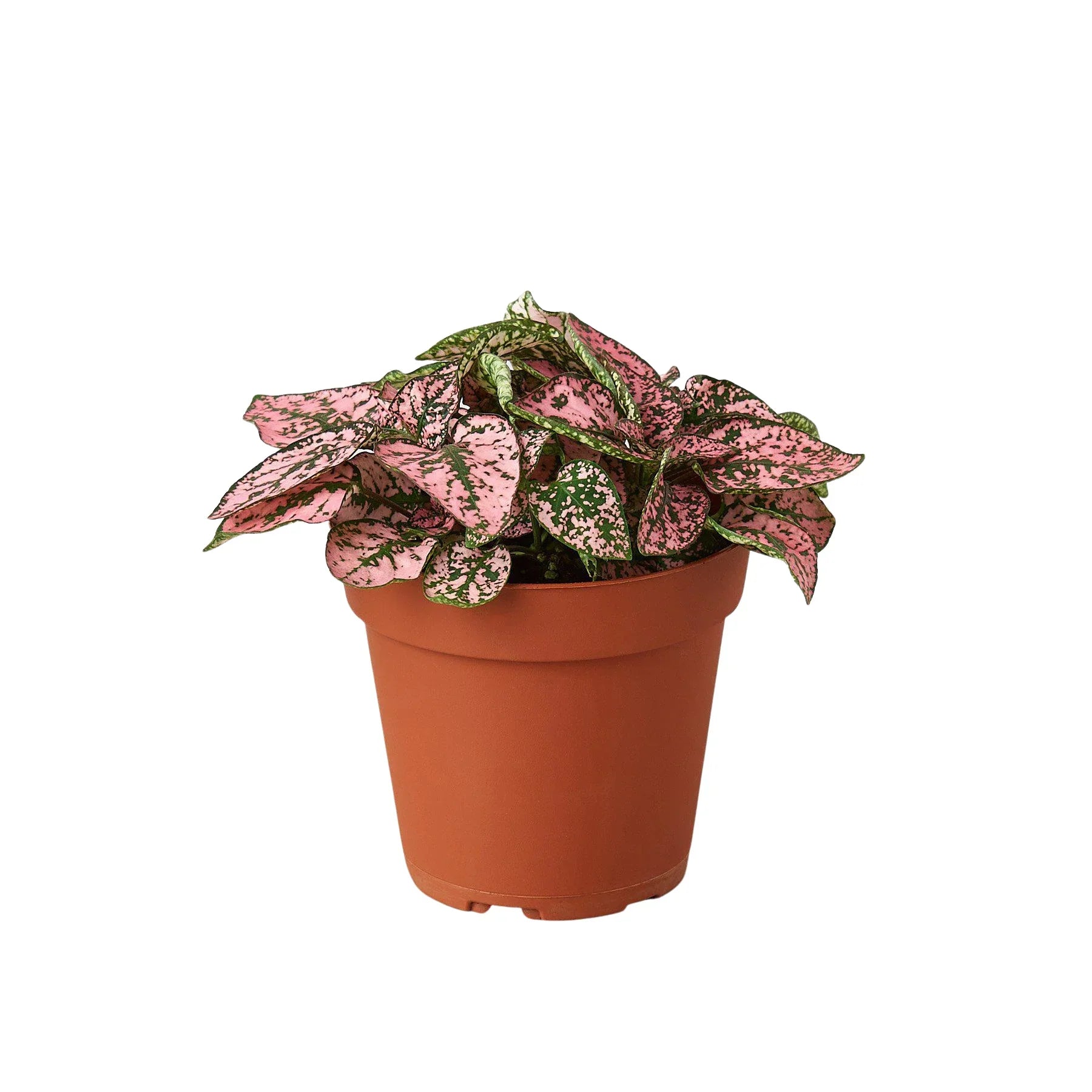 Polka Dot Plant, Hypoestes Phyllostachya, Live Houseplant, Indoor Plant, Pink, Red, White, Combo
