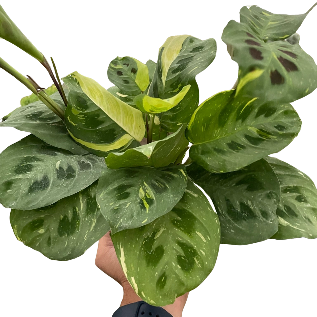 Prayer Plant, Maranta Leuconeura Variegated 'Beauty Kim', Live Houseplant, Indoor Plant