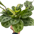Prayer Plant, Maranta Leuconeura Variegated 'Beauty Kim', Live Houseplant, Indoor Plant