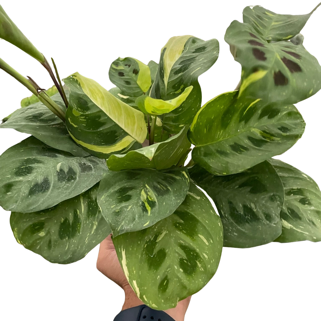 Prayer Plant, Maranta Leuconeura Variegated 'Beauty Kim', Live Houseplant, Indoor Plant
