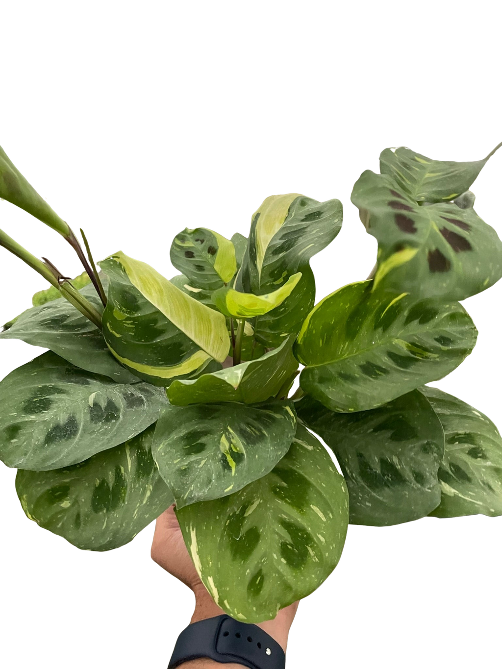 Prayer Plant, Maranta Leuconeura Variegated 'Beauty Kim', Live Houseplant, Indoor Plant